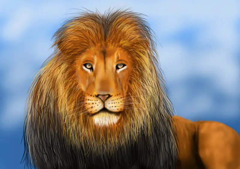 Step by step drawing of Realistic Drawing  Lion face drawing Lion drawing  Lion painting