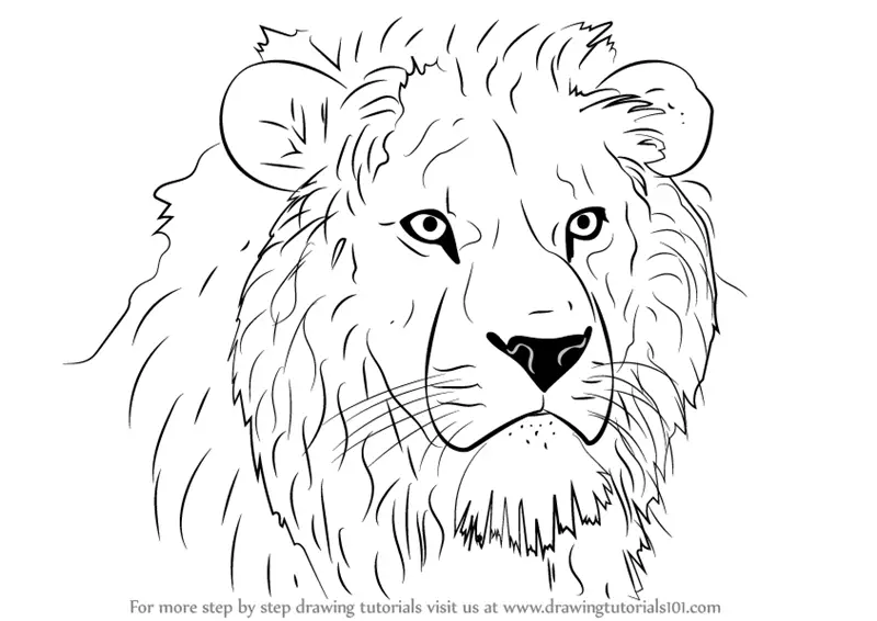 how to draw lion head step by step