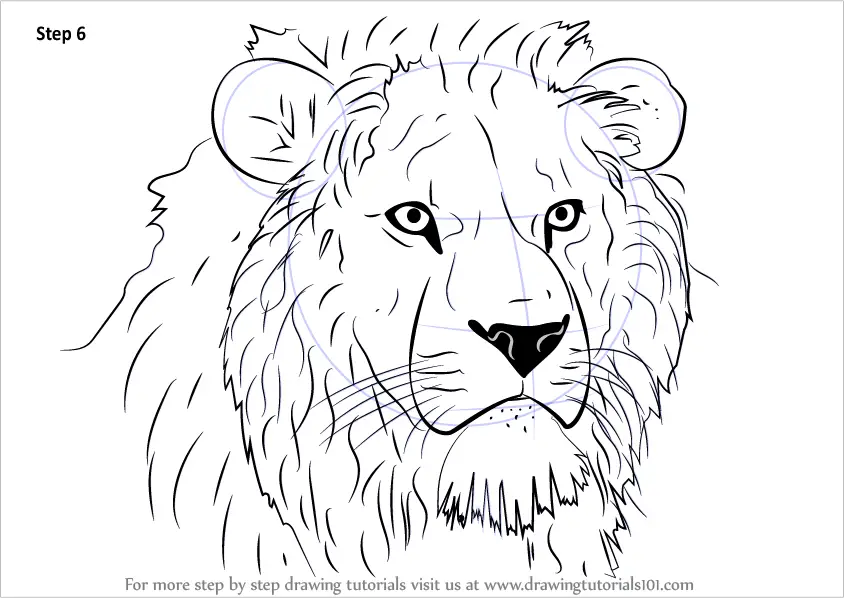Step By Step How To Draw Lion Head : Drawingtutorials101.com F22