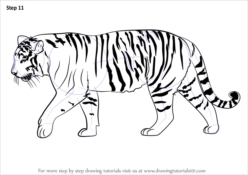 How to Draw a Siberian Tiger (Big Cats) Step by Step