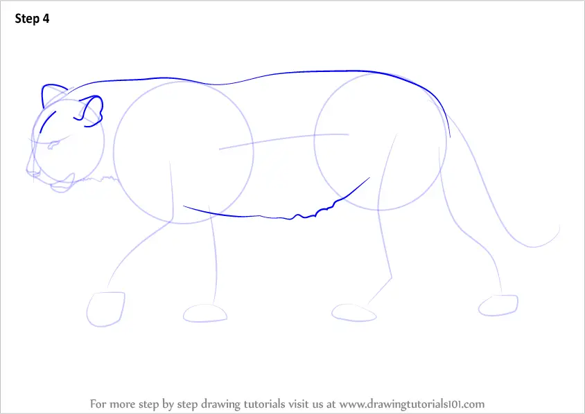 Step by Step How to Draw a Siberian Tiger