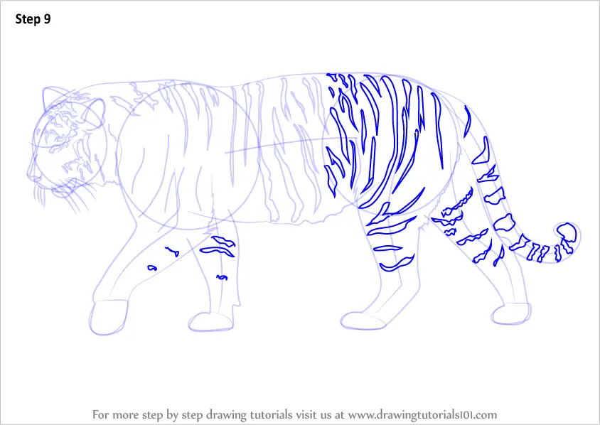 Step by Step How to Draw a Siberian Tiger ...