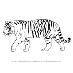 How to Draw a Siberian Tiger