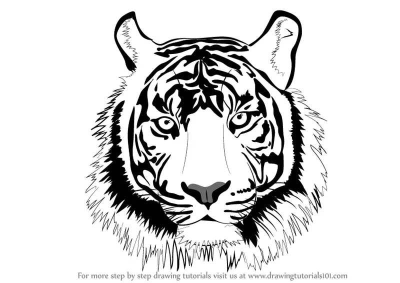 How to Draw a Tiger Face (Big Cats) Step by Step