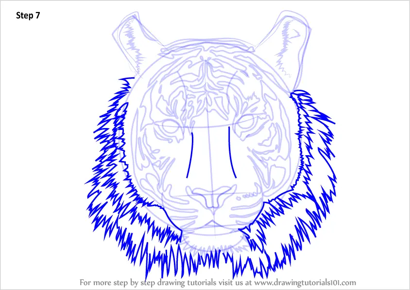 Learn How to Draw a Tiger Face (Big Cats) Step by Step : Drawing Tutorials