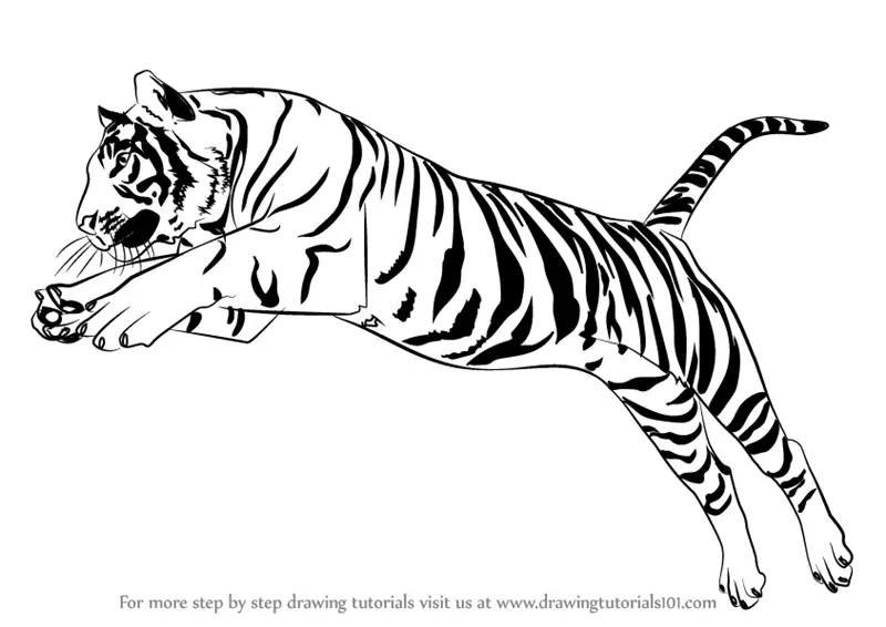 Learn How to Draw a Tiger Jumping (Big Cats) Step by Step : Drawing ...