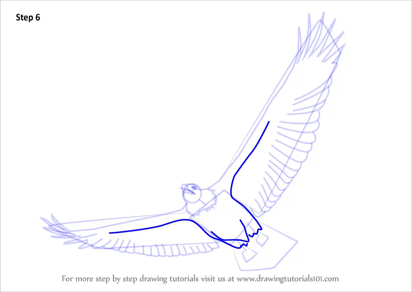 How to Draw a Bald Eagle Flying (Bird of prey) Step by Step ...