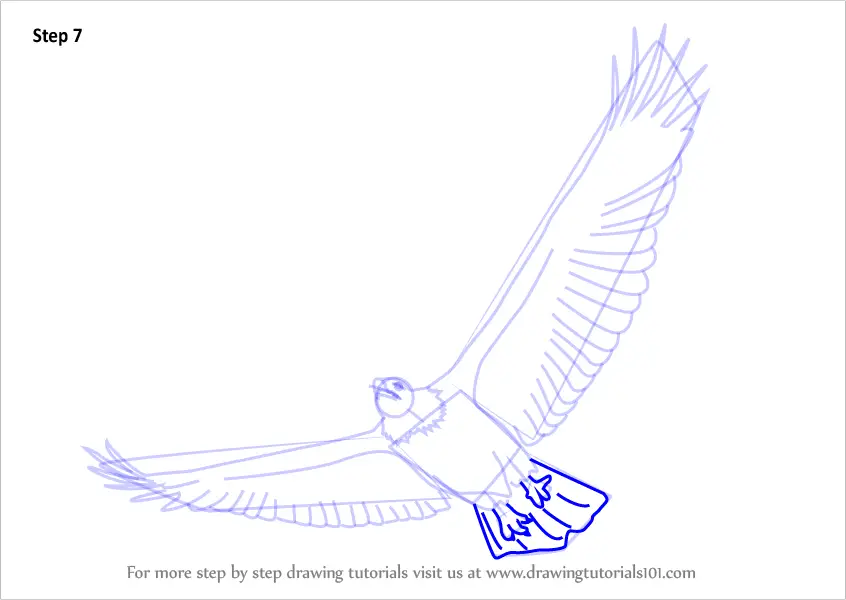 How to Draw a Bald Eagle Flying (Bird of prey) Step by Step