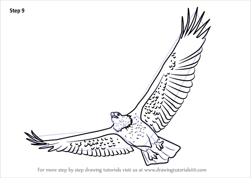 how to draw a flying eagle