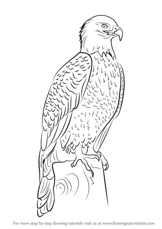Eagle Body Drawing