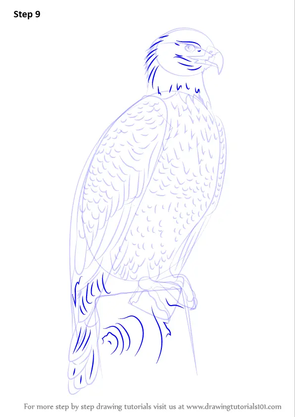 How to Draw Bald Eagle Full Body (Bird of prey) Step by Step