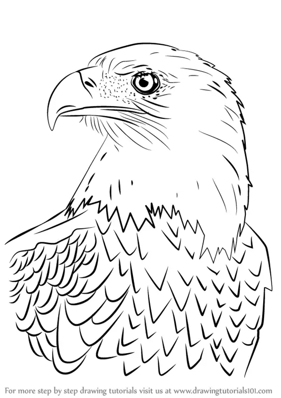 Learn How to Draw Bald Eagle Head (Bird of prey) Step by Step : Drawing