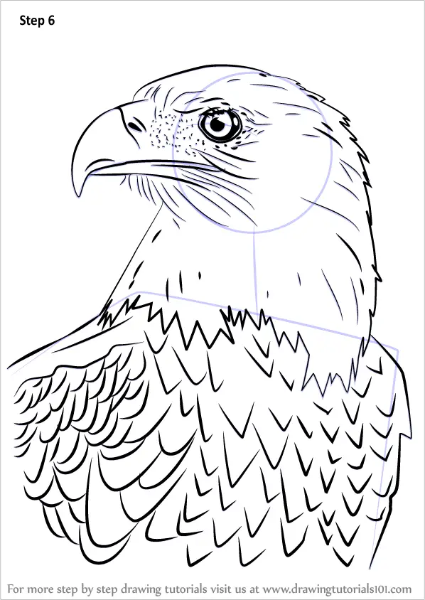 How to Draw Bald Eagle Head (Bird of prey) Step by Step