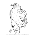How to Draw a Bellied Eagle