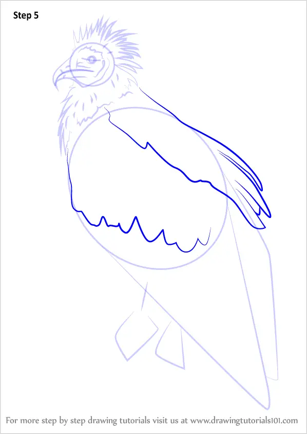 Learn How To Draw An Egyptian Vulture Bird Of Prey Step By Step