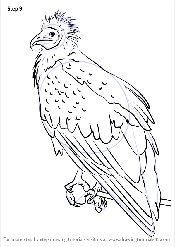 Learn How to Draw an Egyptian Vulture (Bird of prey) Step by Step