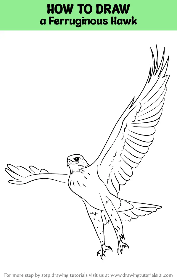 How to Draw a Kestrel VIDEO & Step-by-Step Pictures