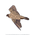 How to Draw Flying Peregrine Falcon