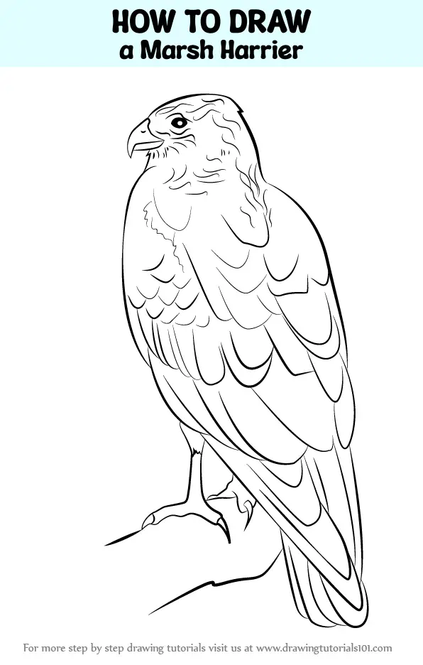 How to Draw a Marsh Harrier (Bird of prey) Step by Step ...