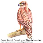 How to Draw a Marsh Harrier