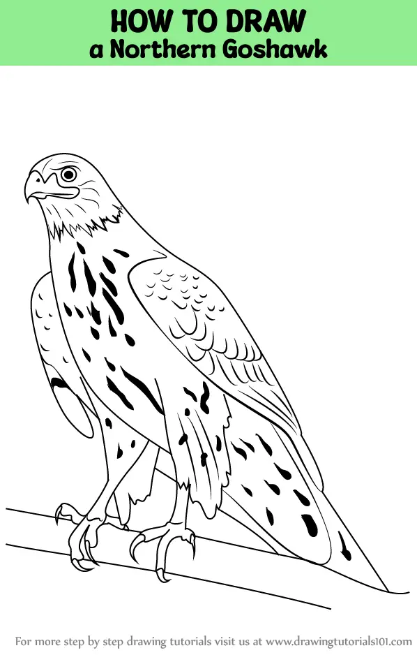 How to Draw a Northern Goshawk (Bird of prey) Step by Step ...