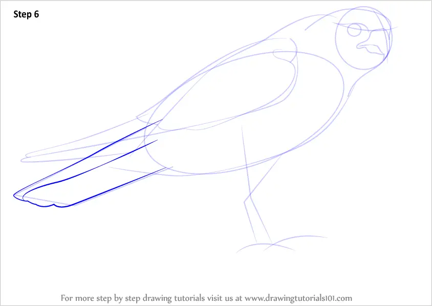 Learn How To Draw A Peregrine Falcon Bird Of Prey Step By