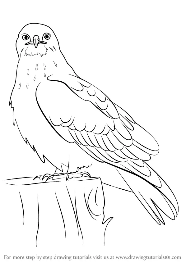 how to draw a hawk