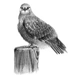 How to Draw a Rough-Legged Hawk