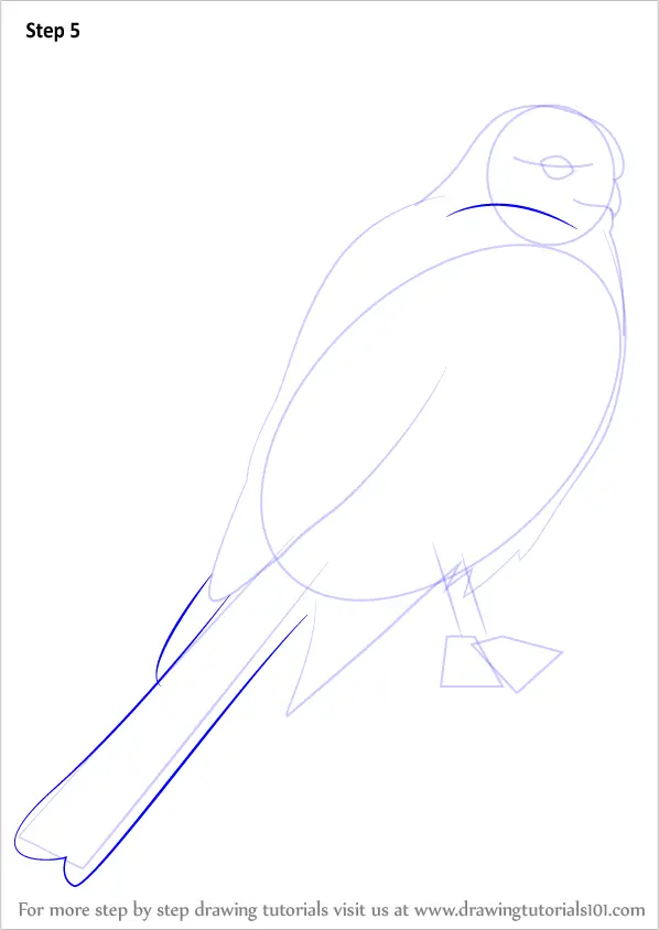 How to Draw a Sharp-Shinned Hawk (Bird of prey) Step by Step ...