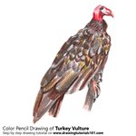How to Draw a Turkey Vulture