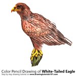 How to Draw a White-Tailed Eagle