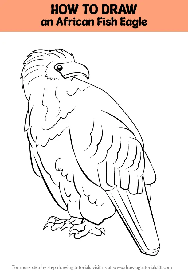 How to Draw an African Fish Eagle (Birds) Step by Step ...