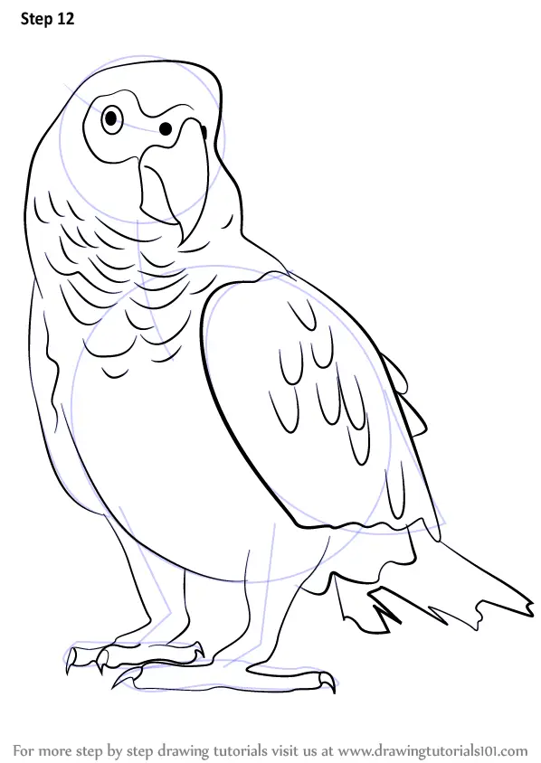 Learn How to Draw an African Grey Parrot (Birds) Step by Step : Drawing
