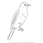 How to Draw an African Red-Eyed Bulbul