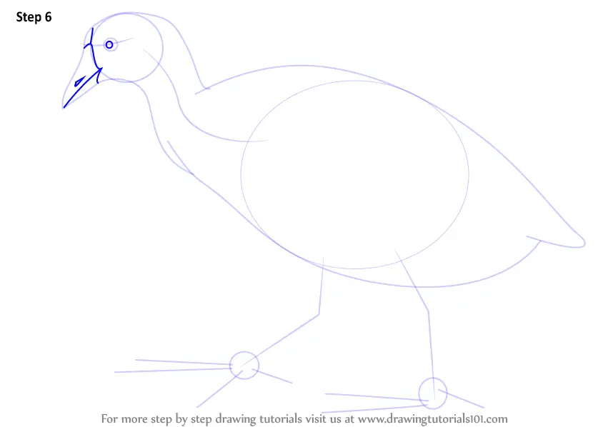 How to Draw an American Coot (Birds) Step by Step | DrawingTutorials101.com