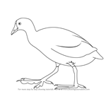 How to Draw an American Coot