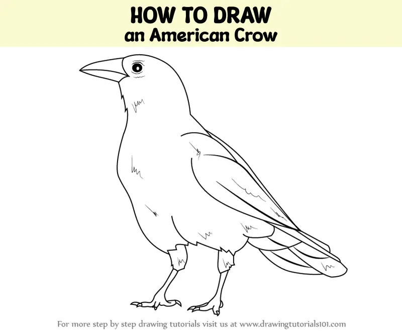 How to draw a crow | Step by step Drawing tutorials