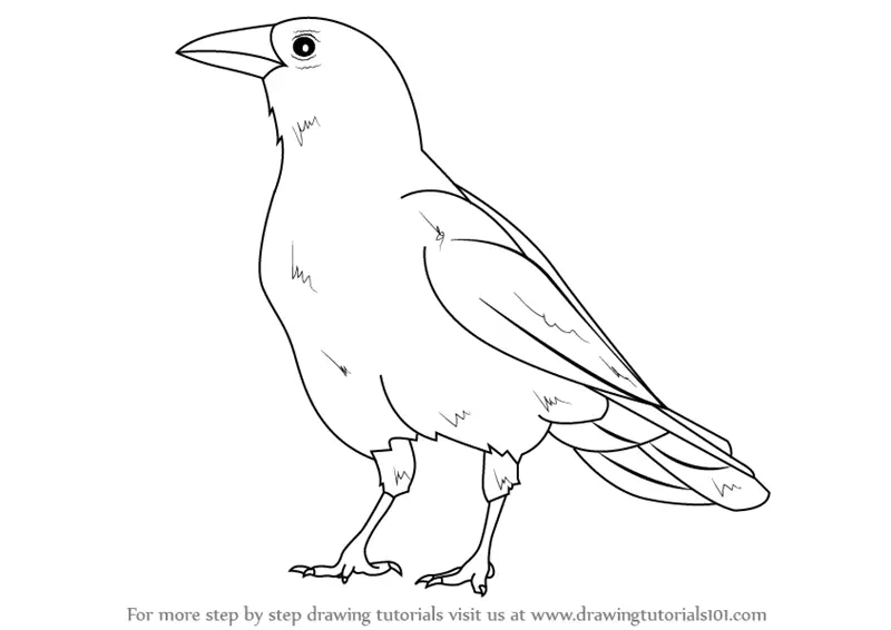 How to Draw an American Crow (Birds) Step by Step