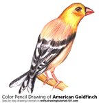 How to Draw an American Goldfinch