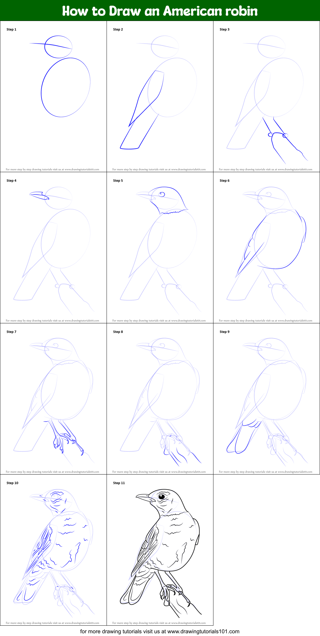 How to Draw an American robin printable step by step drawing sheet