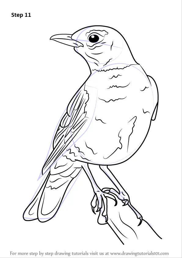 How To Draw An American Robin Birds Step By Step