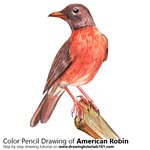 How to Draw an American robin