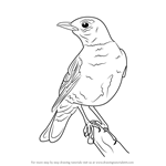 How to Draw an American robin