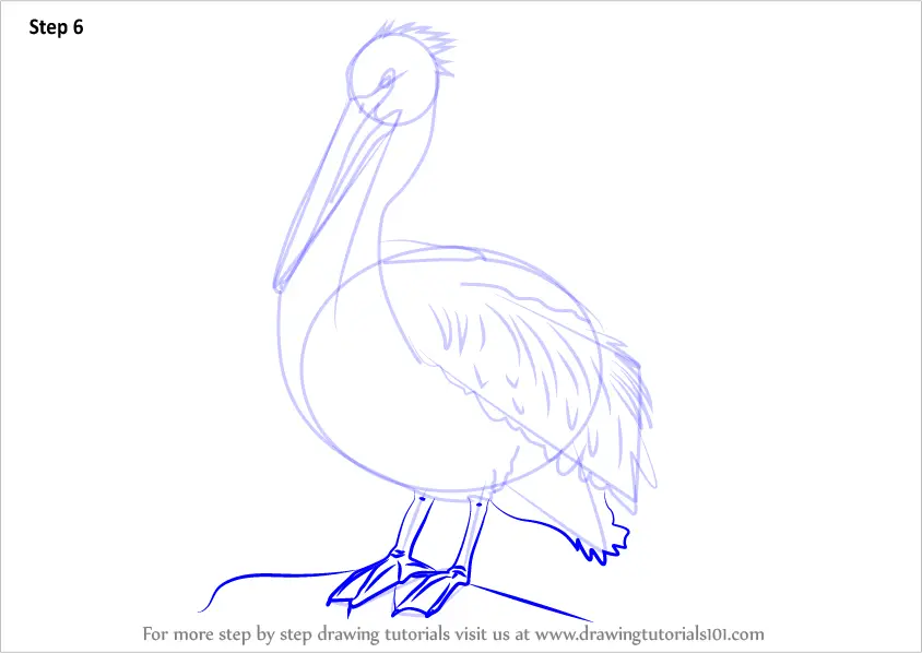 Learn How to Draw an American White Pelican Birds Step