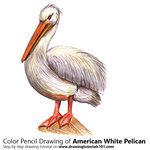 How to Draw an American White Pelican
