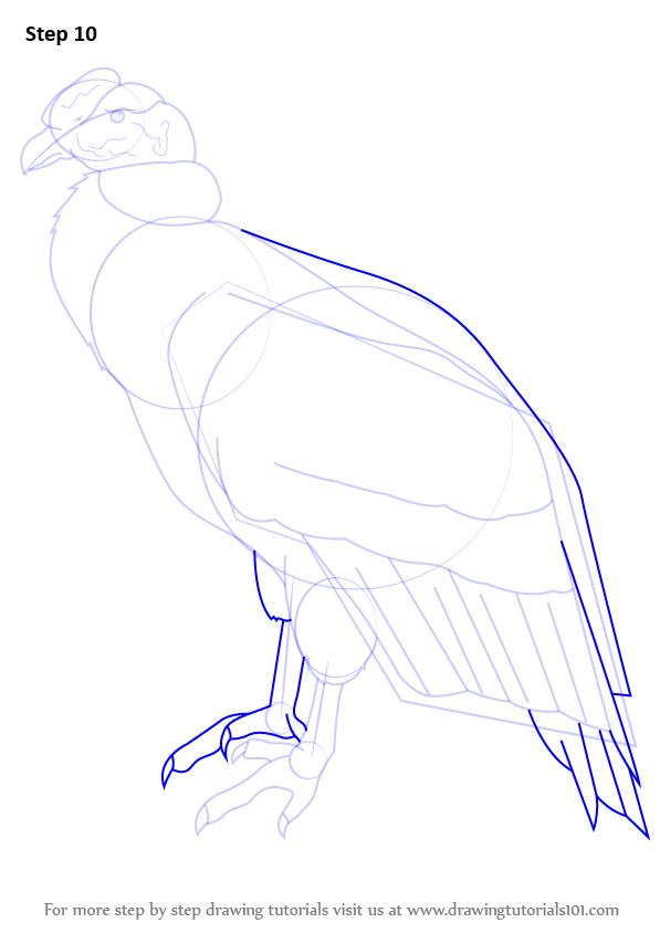 Step by Step How to Draw an Andean condor