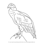 How to Draw an Andean condor