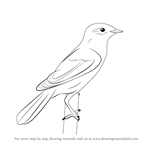 How to Draw a Aquatic Warbler