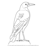 How to Draw an Australian Magpie