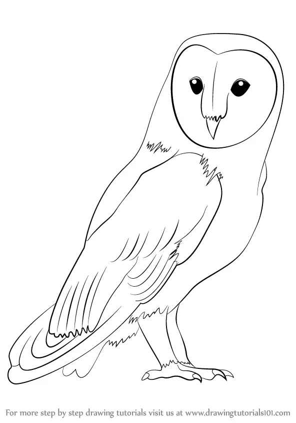 Learn How to Draw a Barn Owl (Birds) Step by Step : Drawing Tutorials
